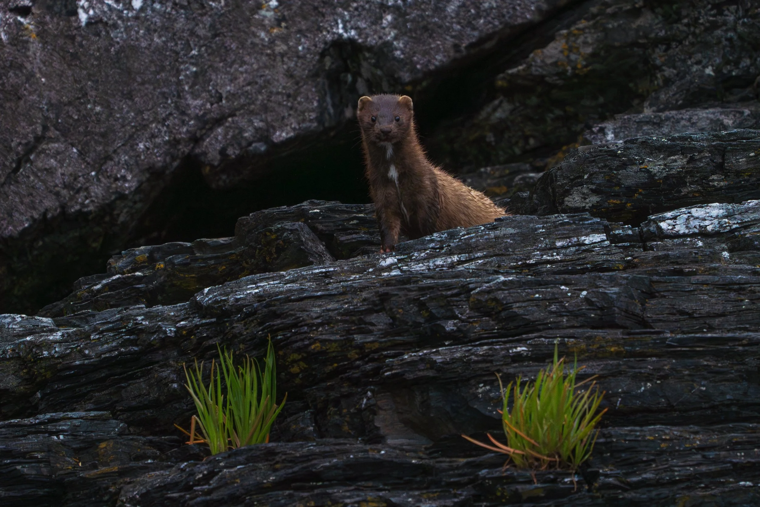 American mink found at Botanical Beach Provincial Park