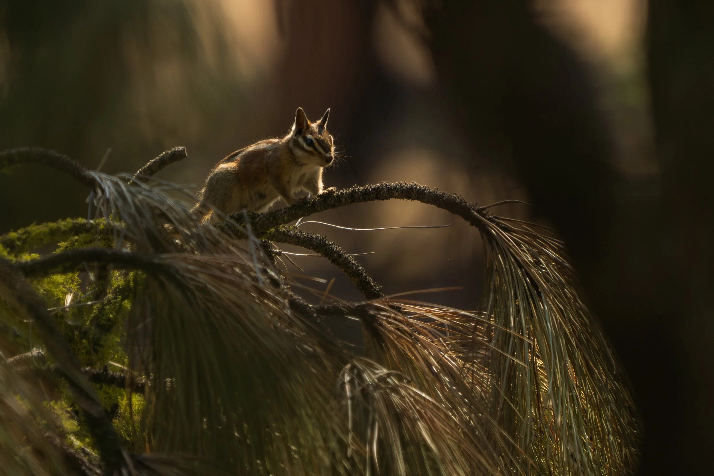 Chipmunk at Butte Lake (Lassen Volcanic National Park)