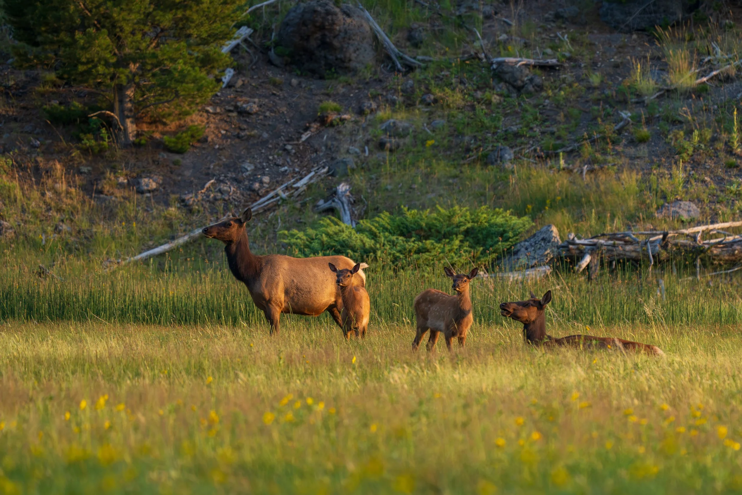 Elk Family - Madison River, Yellowstone National Park