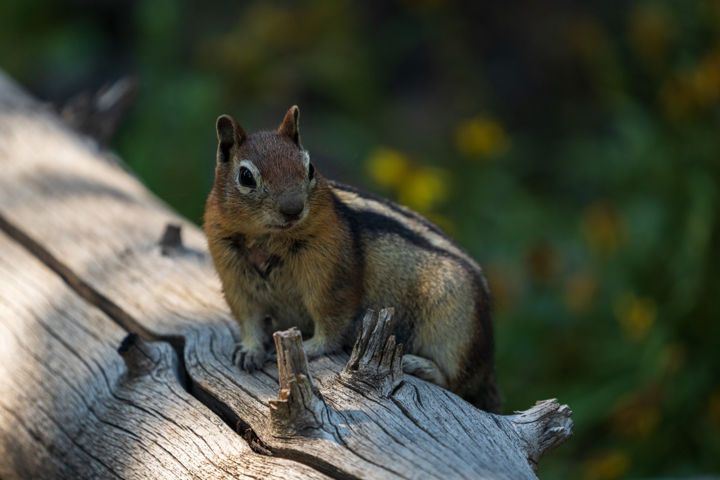 Chipmunk - Yellowstone National Park