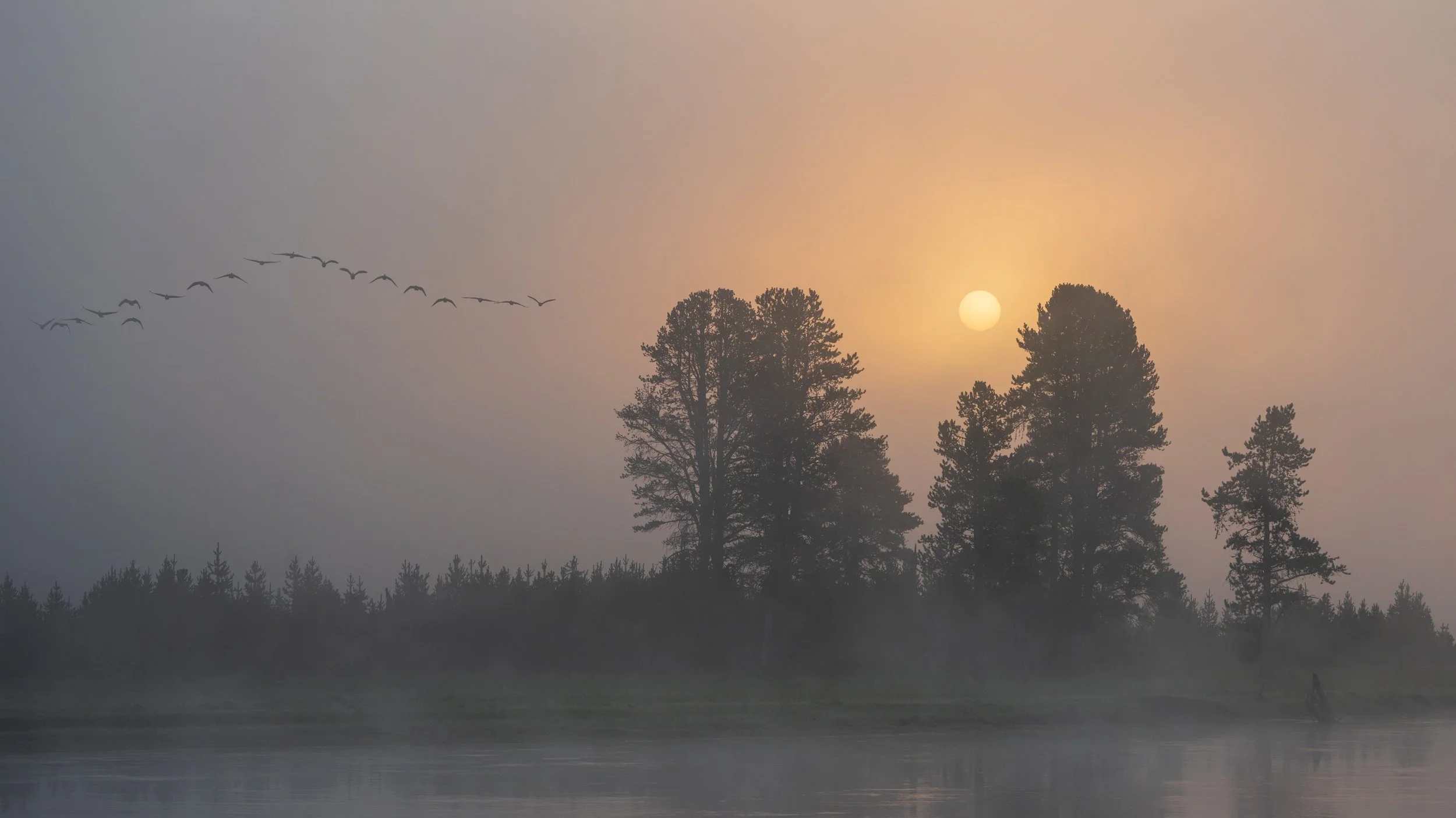 Canada Goose at Sunrise - Hayden Valley, Yellowstone National Park