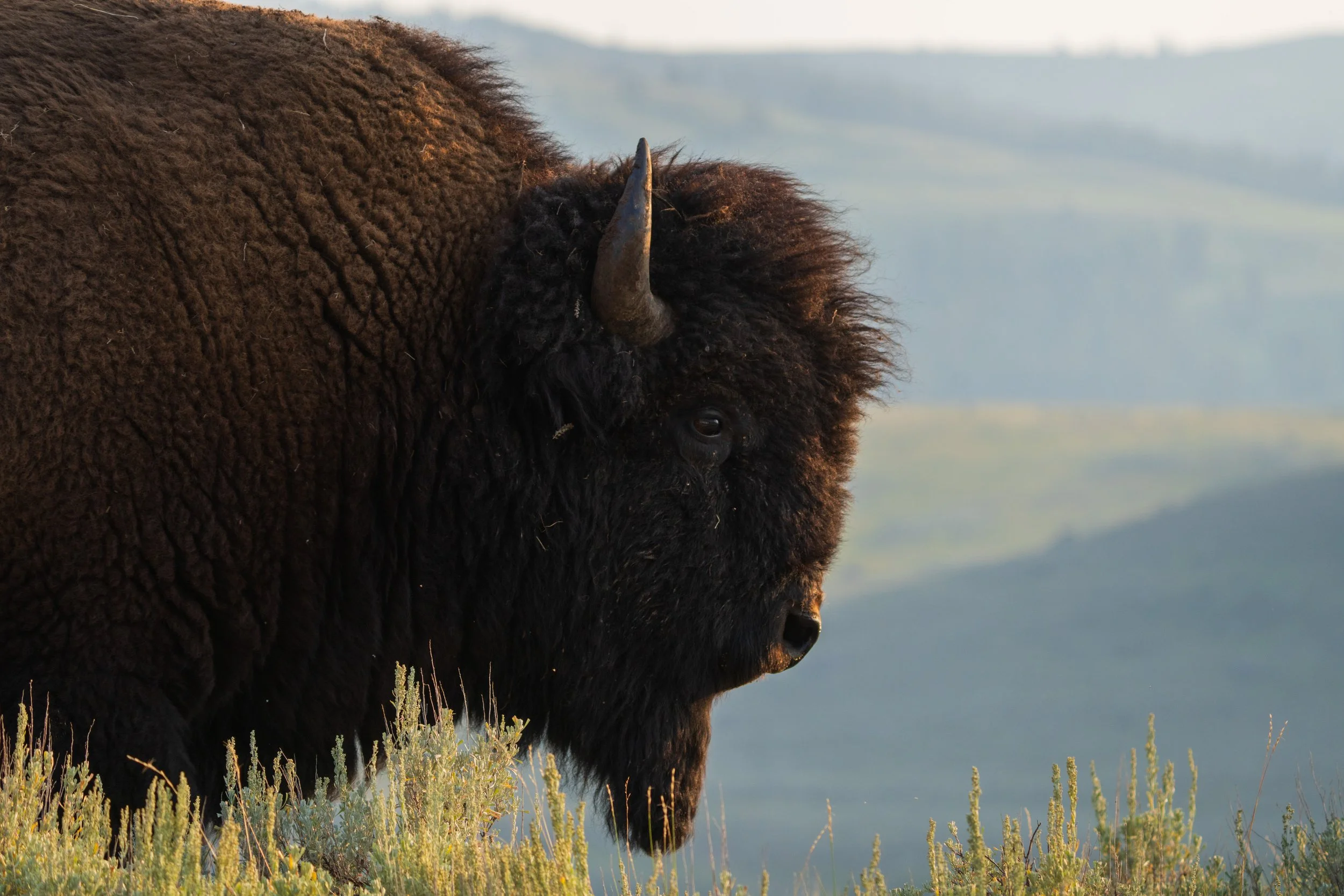 Mighty Bison at Lamar Valley, Yellowstone National Park