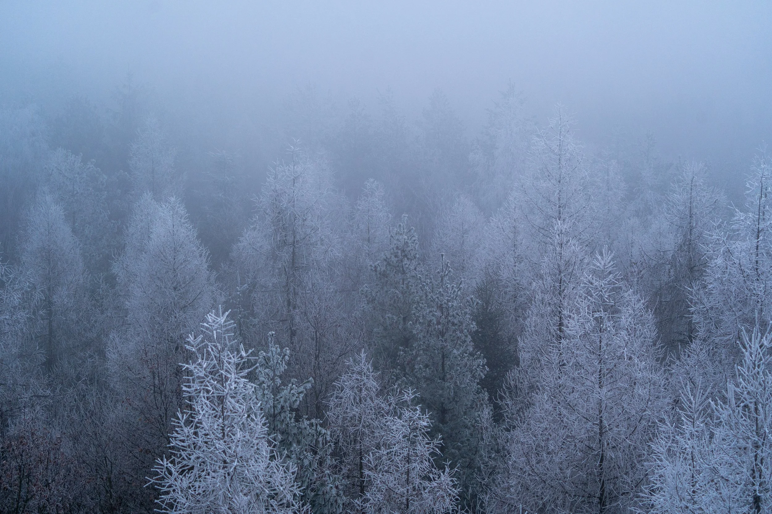 _A734003.jpg