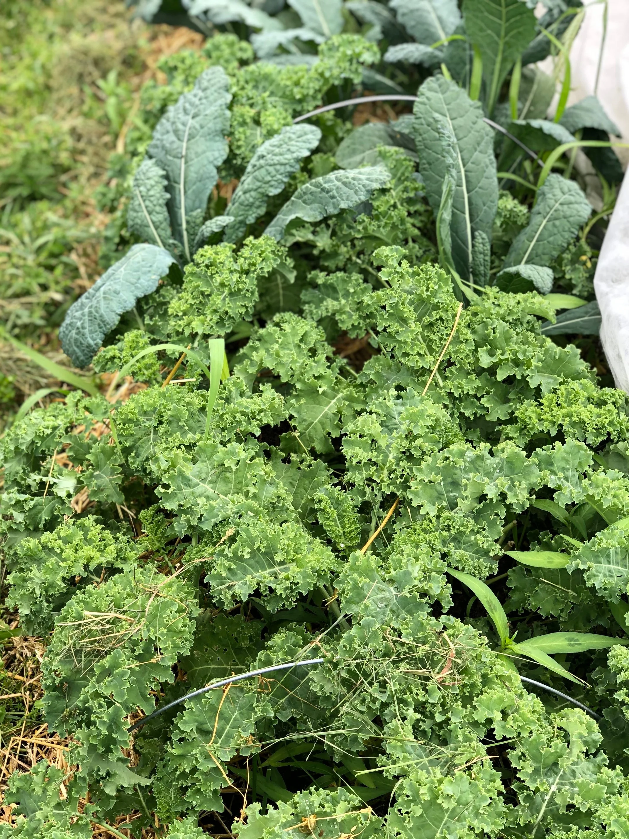 Kale in our small garden