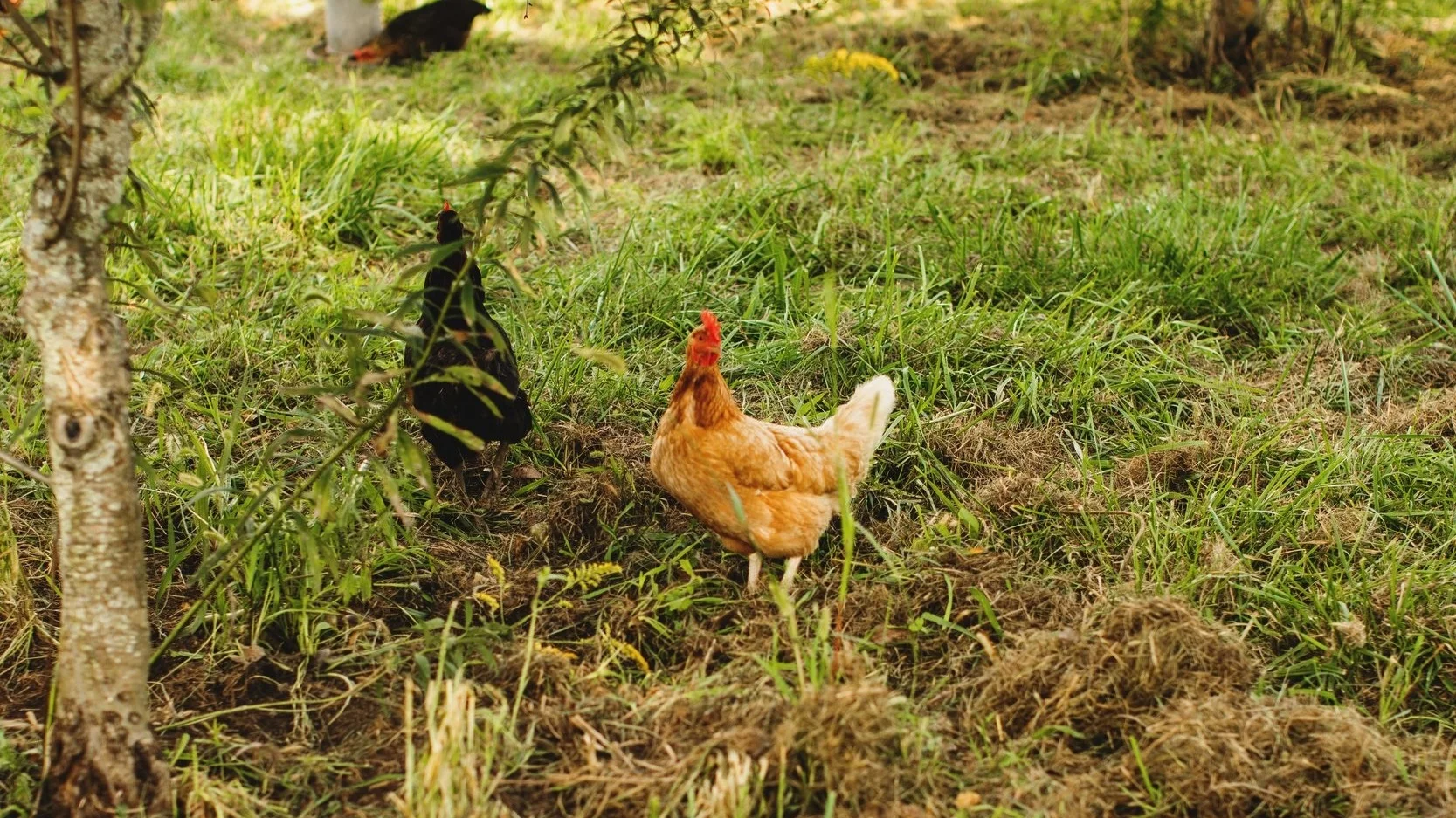 The chickens on the farm