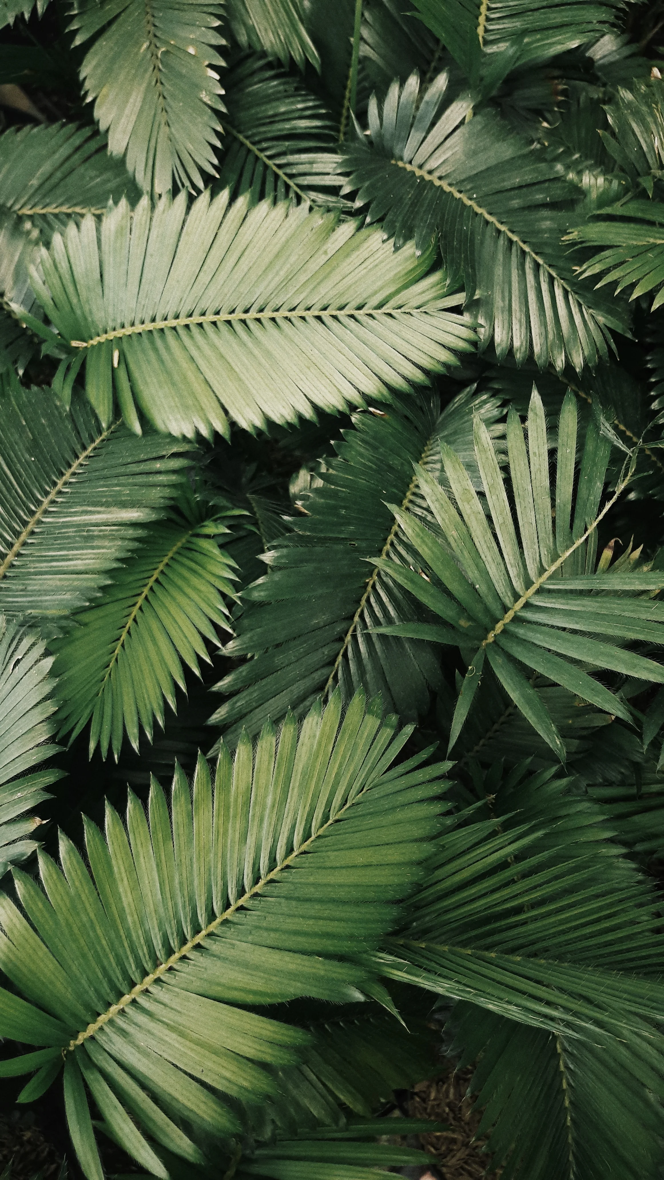 vickholius-nugroho-jt6QxZwSOCQ-unsplash.jpg