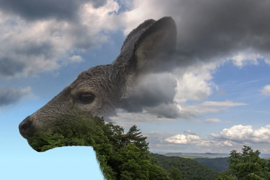 Deer.jpg