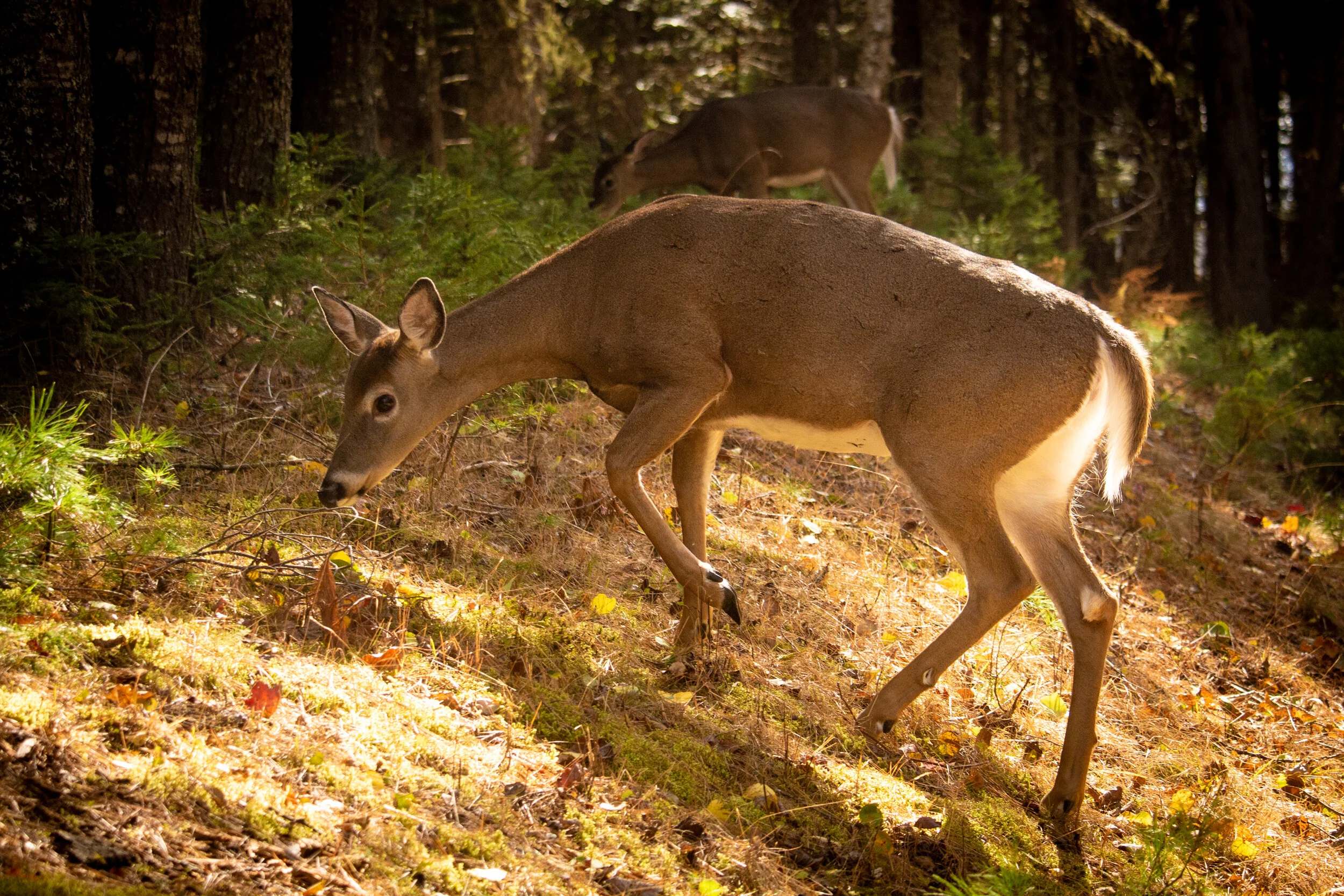 Boone_Maine_10-9-2020_016.jpg