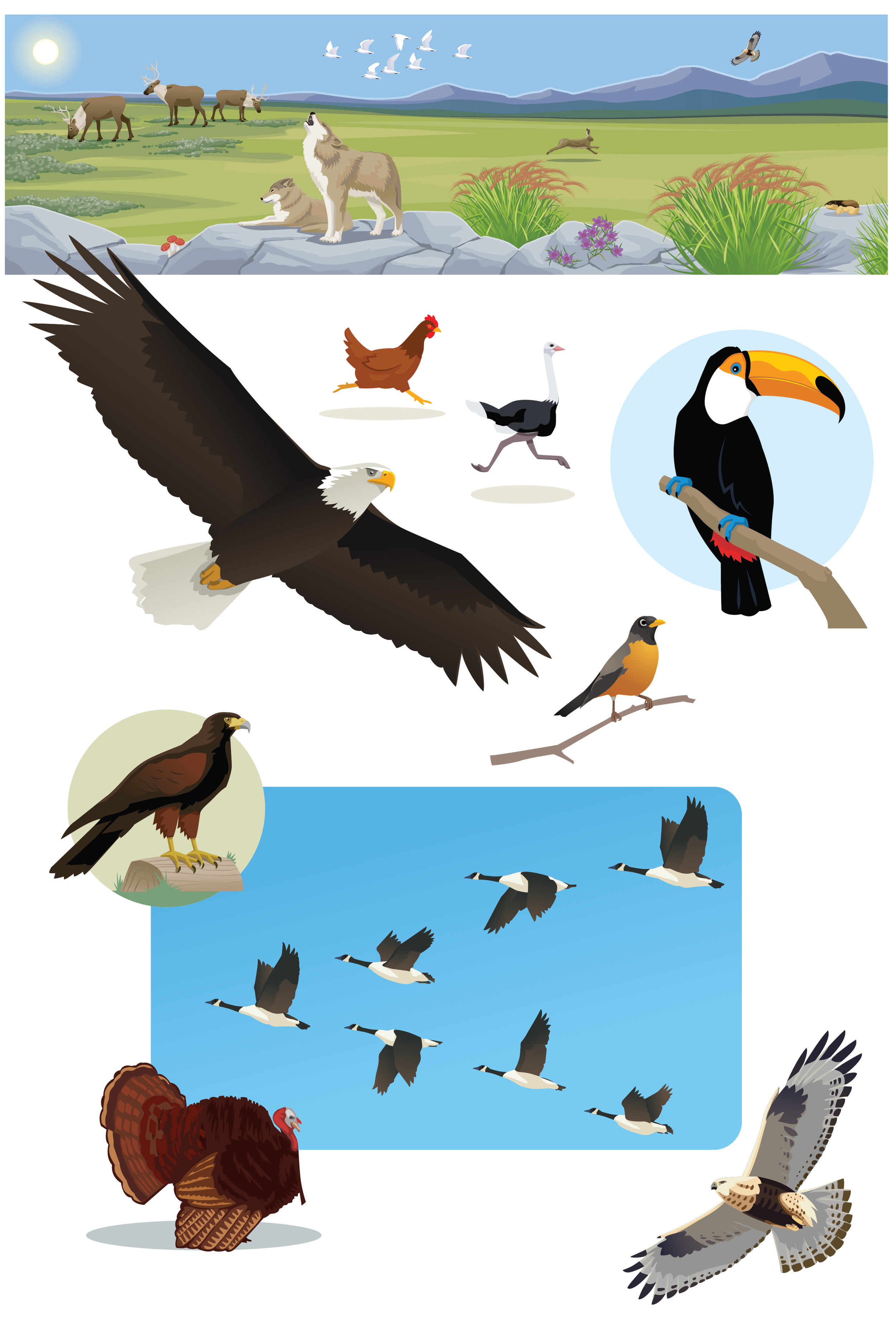 Animals-GeoffSmith2-02.png