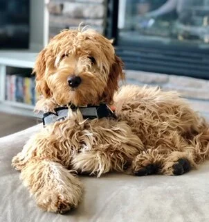 apricot tuxedo goldendoodle