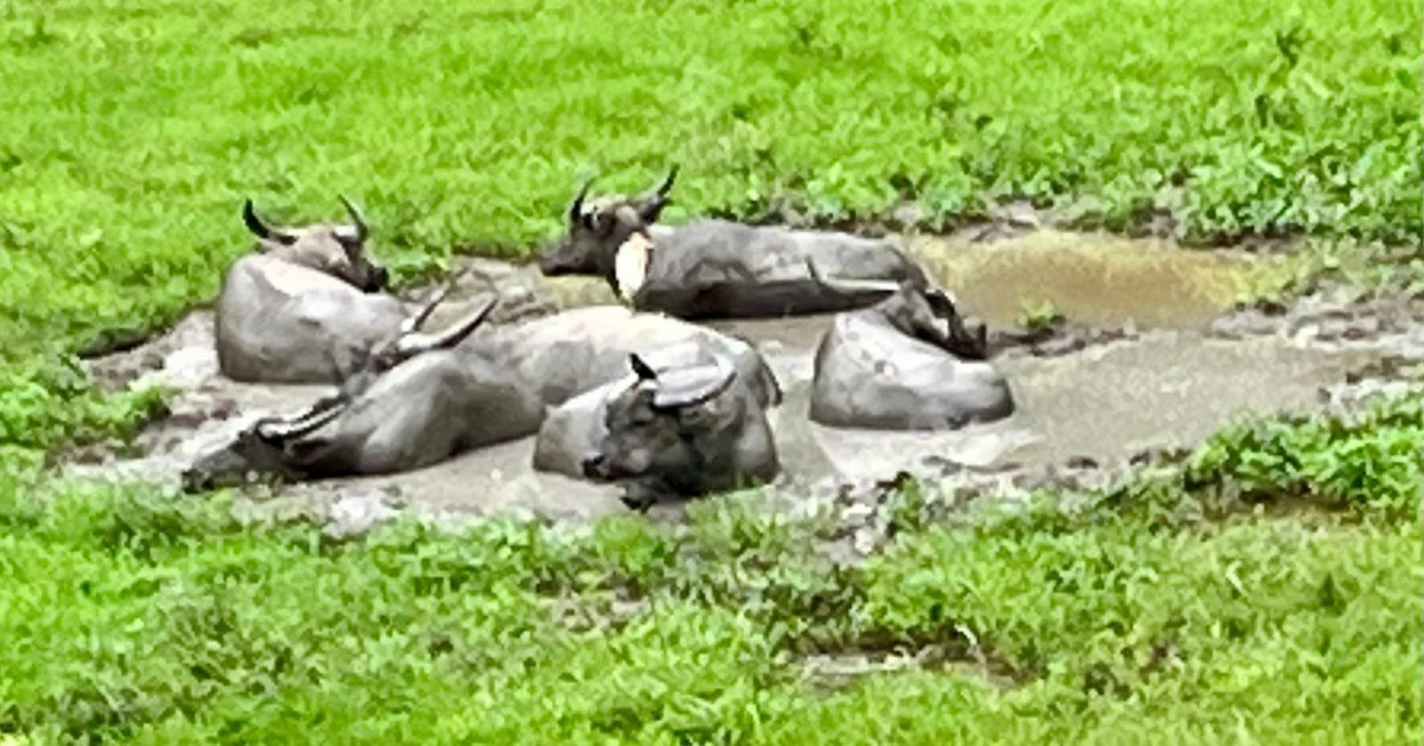 Spa Day in Mui Wo 🐃

#laymissionary #missionphotos #springmission2026 #hongkong #waterbuffalo