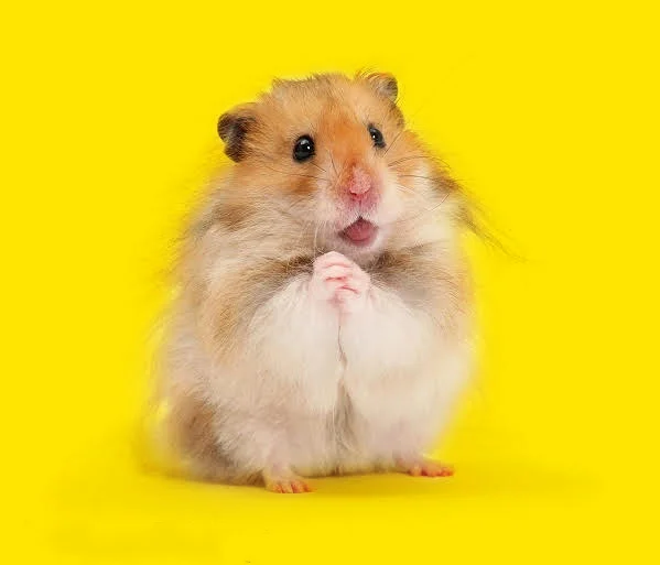Hamster.jpg