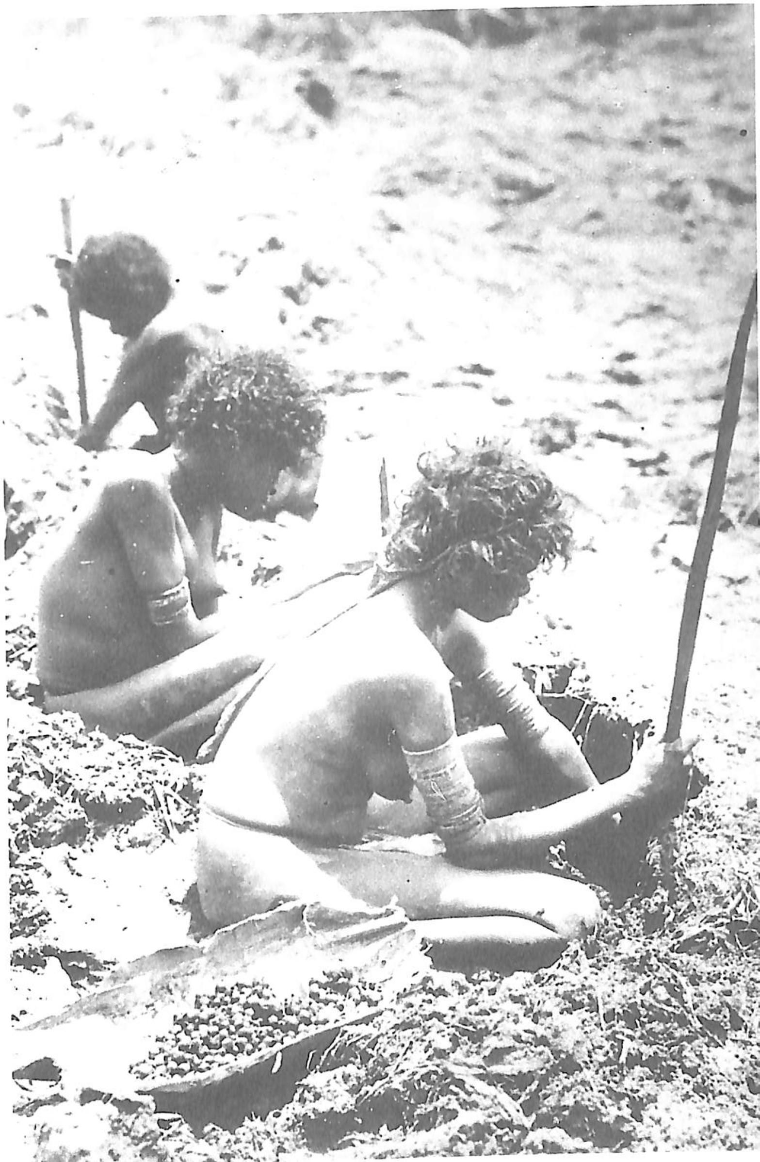 Bulb harvesting.jpg