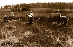 Colonial scythe harvesting