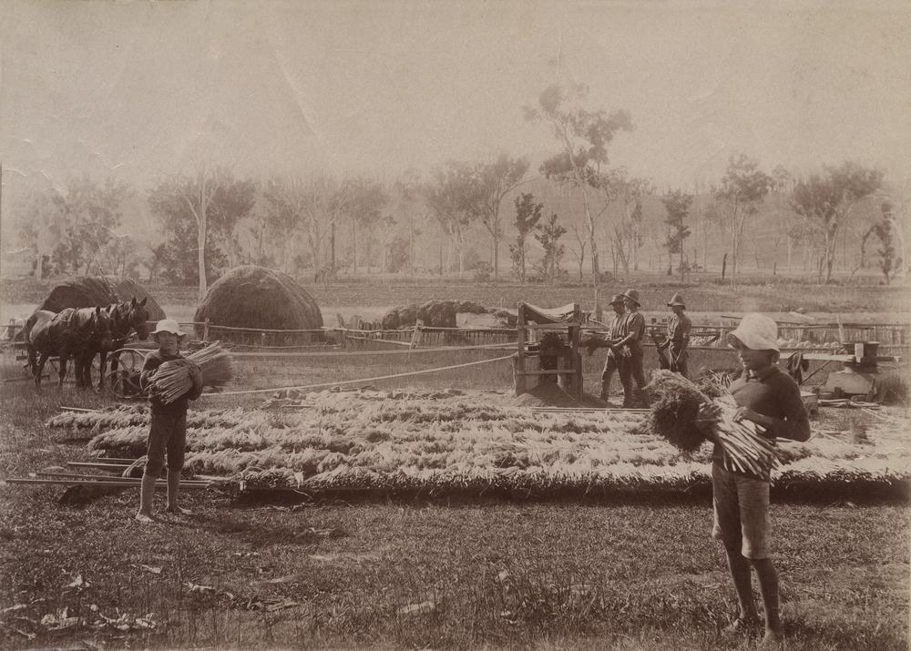 Colonial harvesting scene