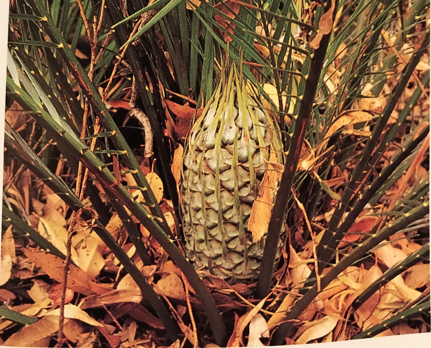 Cycads.jpg