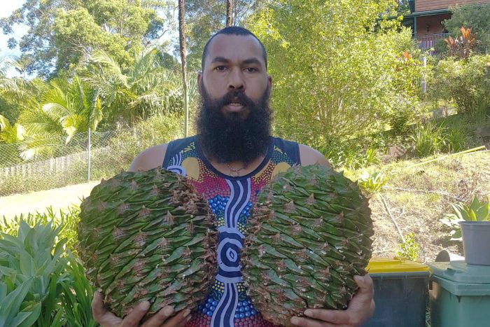 bunya pines.jpg