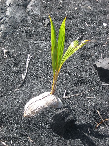 440px-Coconut_germinating_on_Black_Sand_Beach,_Island_of_Hawaii.jpg