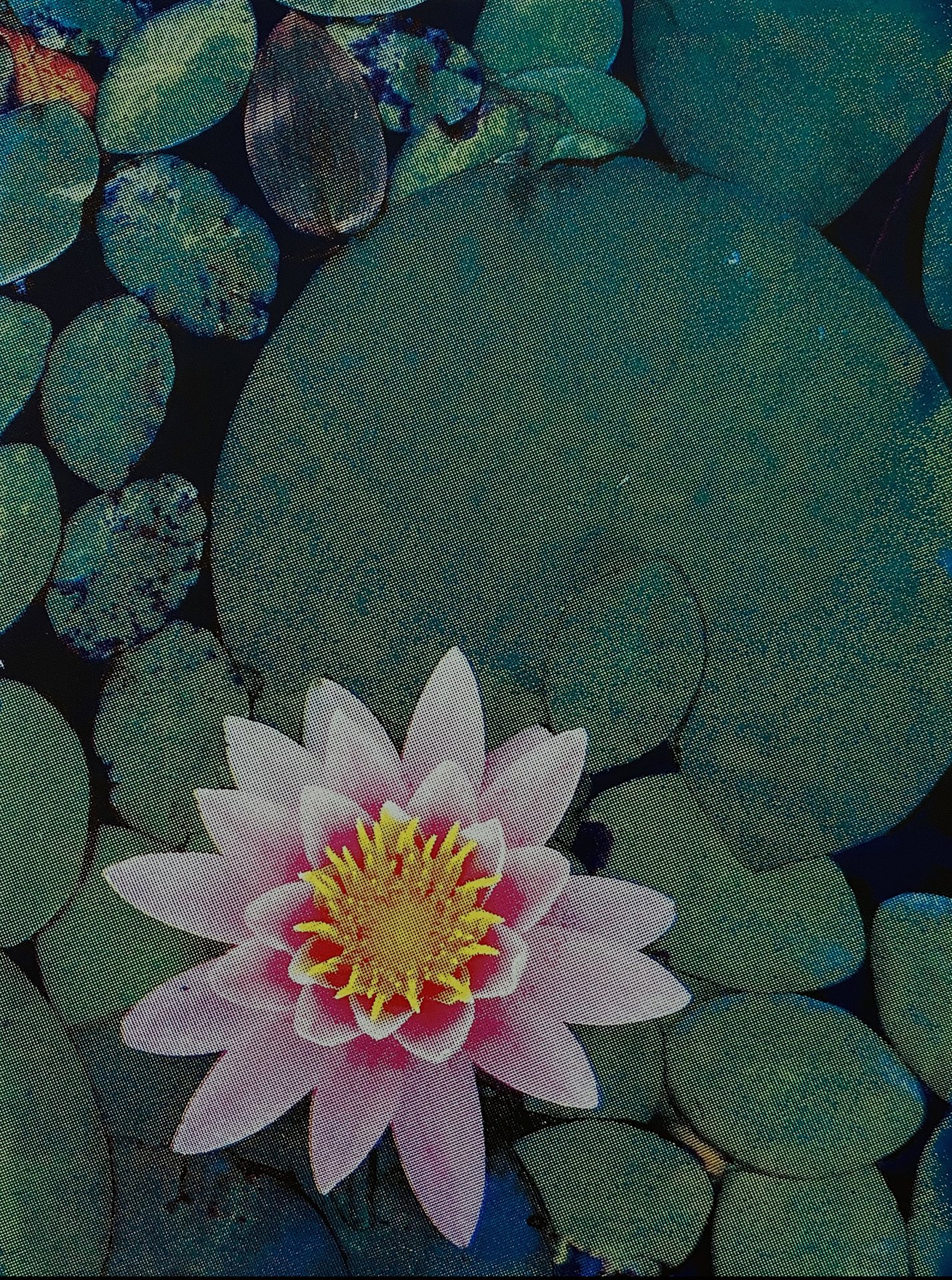   Water Lily,  2023  Digital Silkscreen  13” H x 8” W 