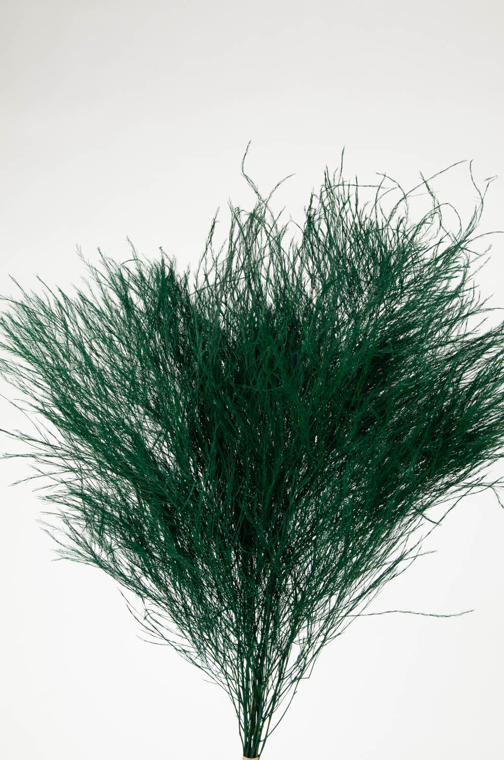 Asparagus Fern Plant Stem 32 Tall – RusticReach