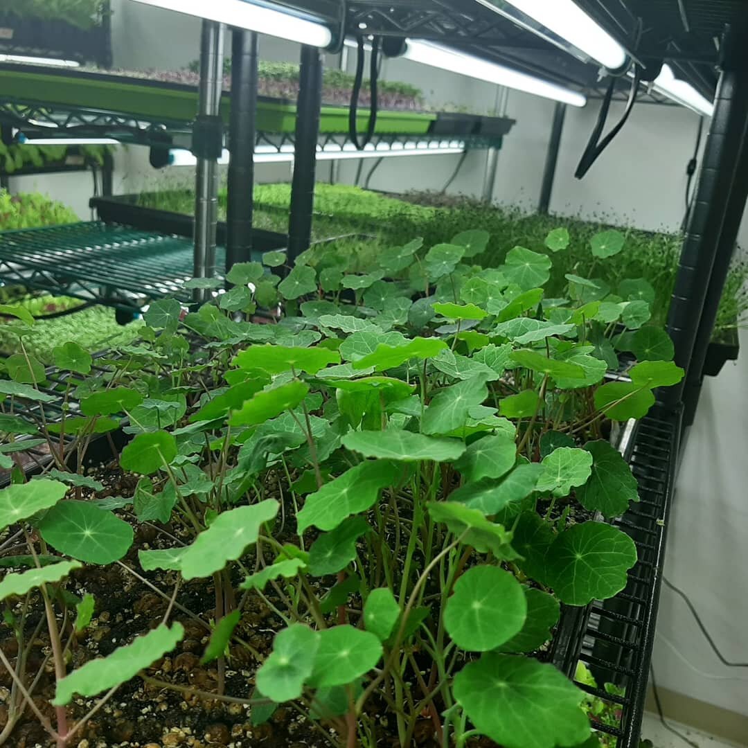 Nasturtium microgreens