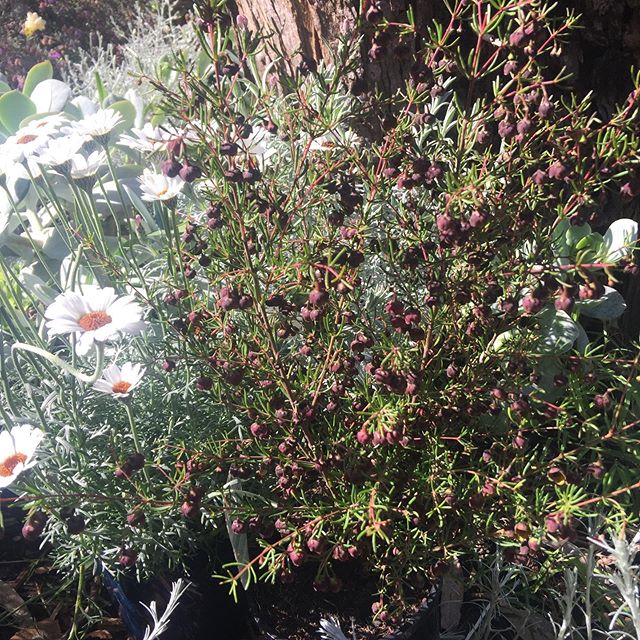 It is spring! No doubt about it. Here is a selection of bee foraging sites in our own gardens. #springblossom #australiannativeflowers #beesforaging #beekeeping #apiarists #purelocalhoney #flowergardensarethebest #thebeesarehappy 🐝