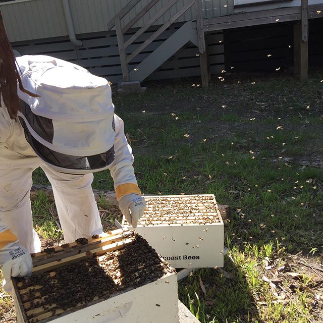 DO NOT DISTURB a beekeeper when he is concentrating hard on searching for an elusive queen! Risk of being barked at! Yesterday was a perfect spring day to open up some hives and check on their condition after winter. Happy to say the three we looked 