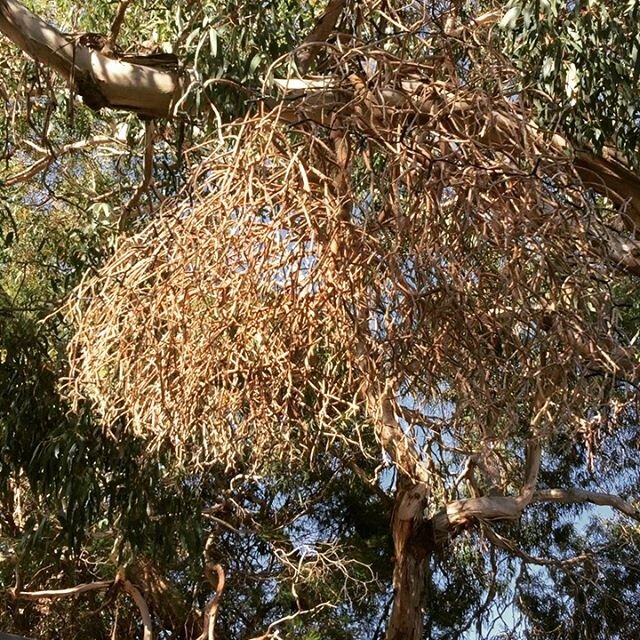 Repurposing the dead shrub into our New Year&rsquo;s chandelier #repurpose #chandelier #hangingfromagumtree #fairylightssolarcharged