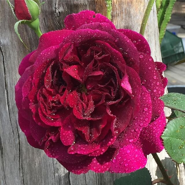 Munstead Wood rose still flowering. Of Beauty and The Beast fame for sure. And other such fairy tales. Breathtaking fragrance. When these petals finally fall they will be made into Rose Petal Sorbet. Recipe by Felicity Dahl, wife of Roald. It is a pr