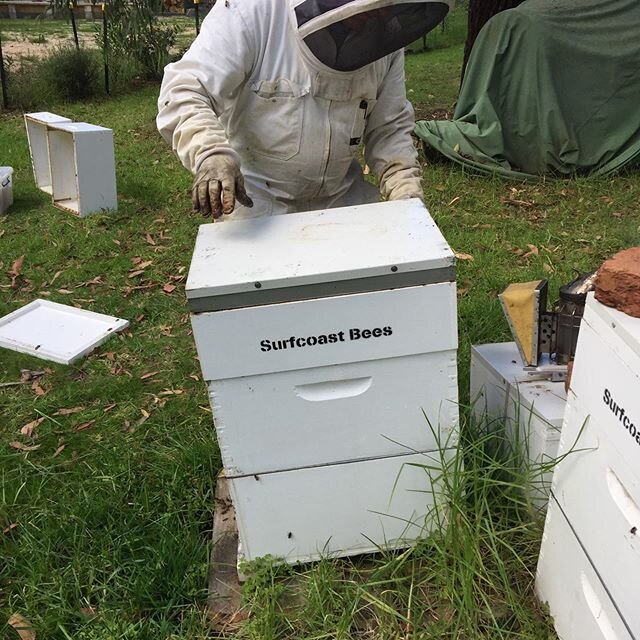 Today we did a partial autumn pack down on some of our hives. We took some frames of honey to process but also left plenty for the bees for winter stores. On these sunny autumn days they are still very busy foraging and bringing in nectar. At the sta