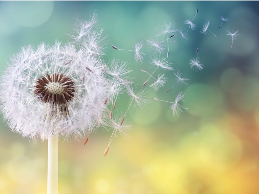 Say Goodbye to Allergies