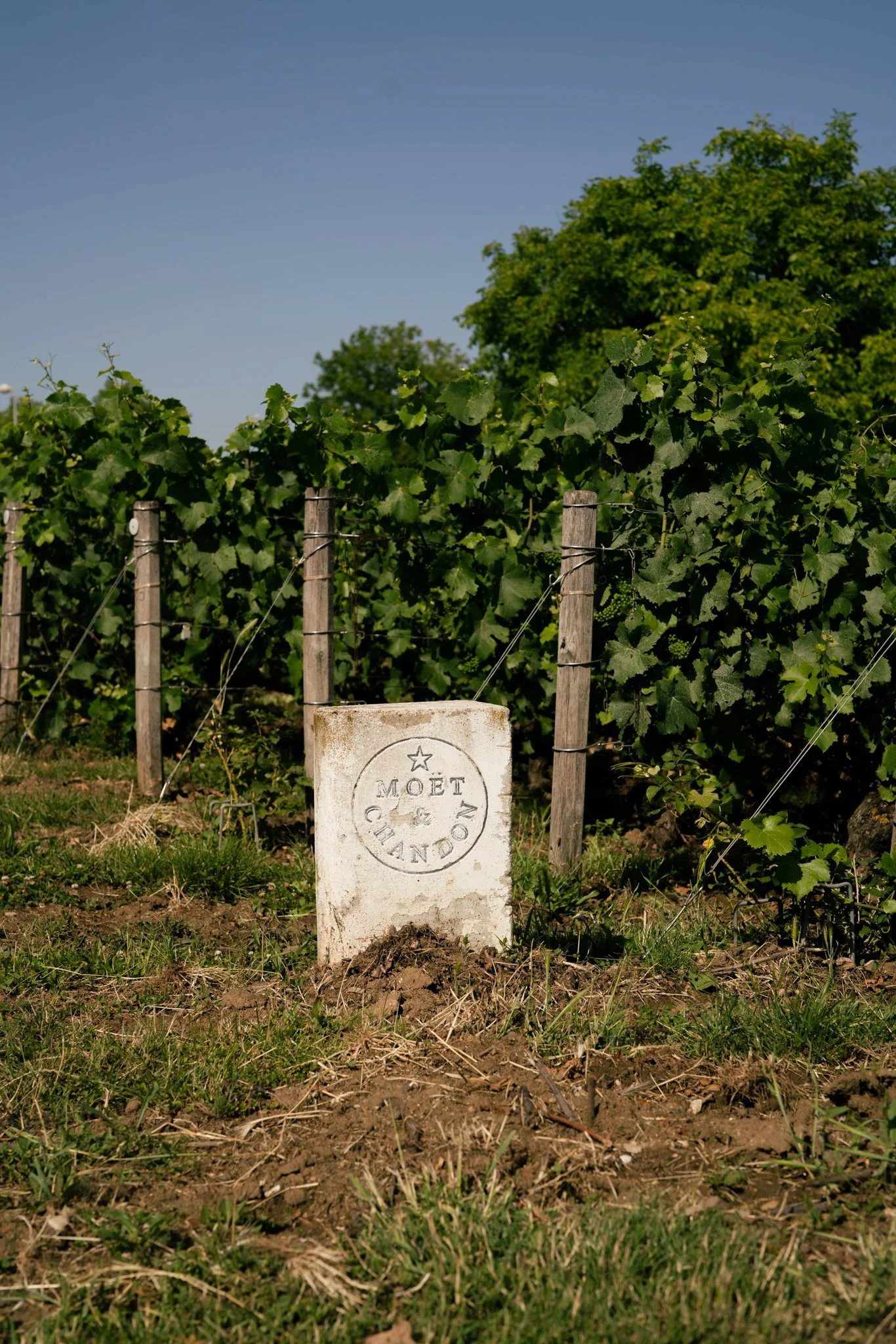 Moët & Chandon-6.jpg