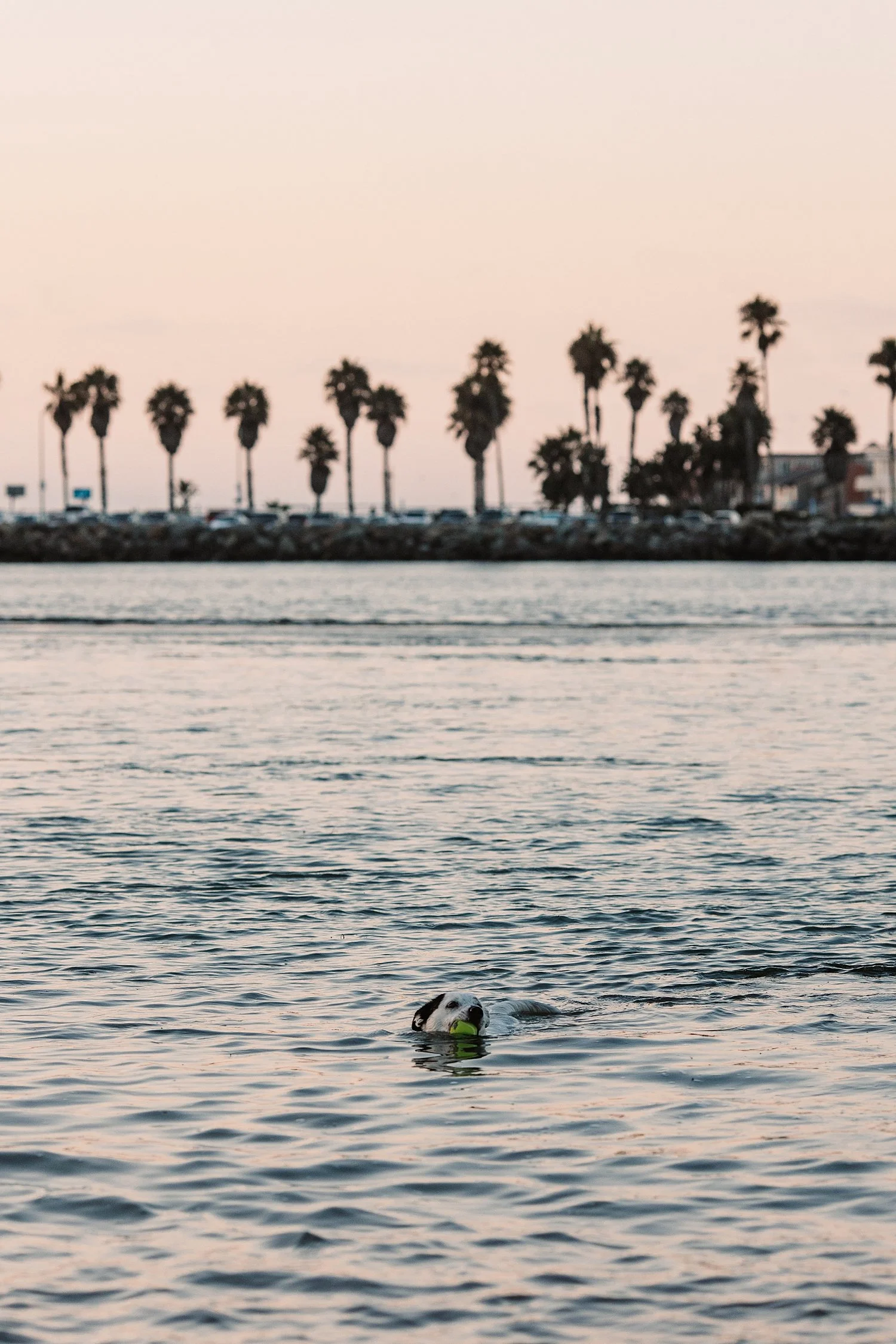 dog-beach-photographers_0016.jpg