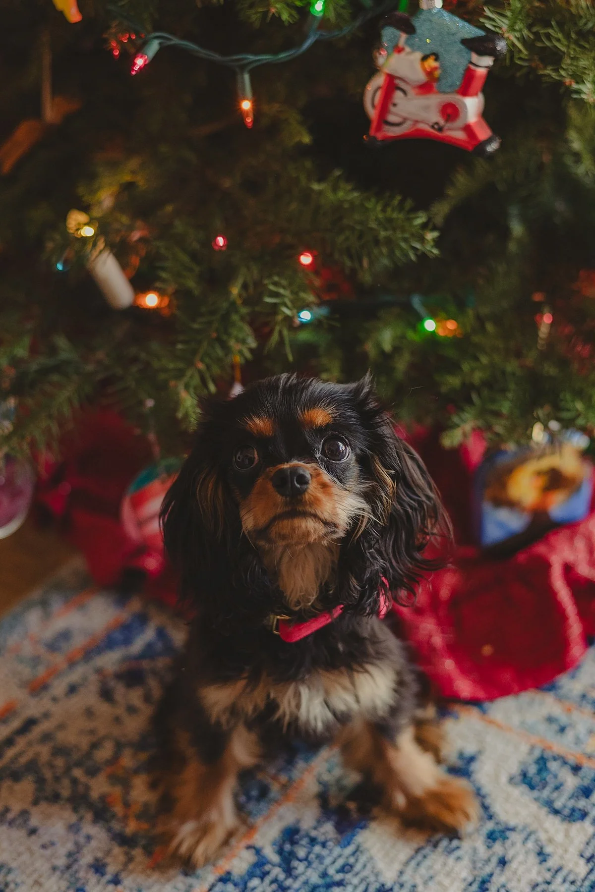 san-diego-in-home-christmas-mini-photo-sessions_0037.jpg