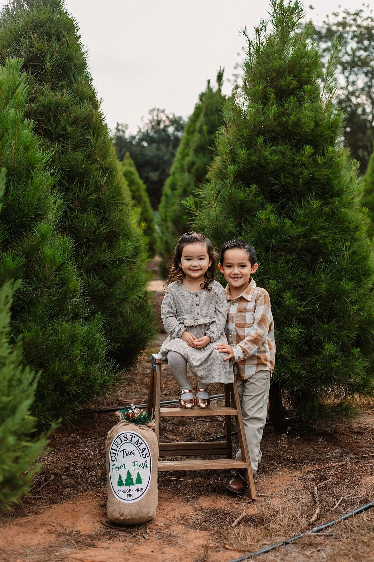 san-diego-christmas-tree-farm-mini-photo-shoot_0011.jpg