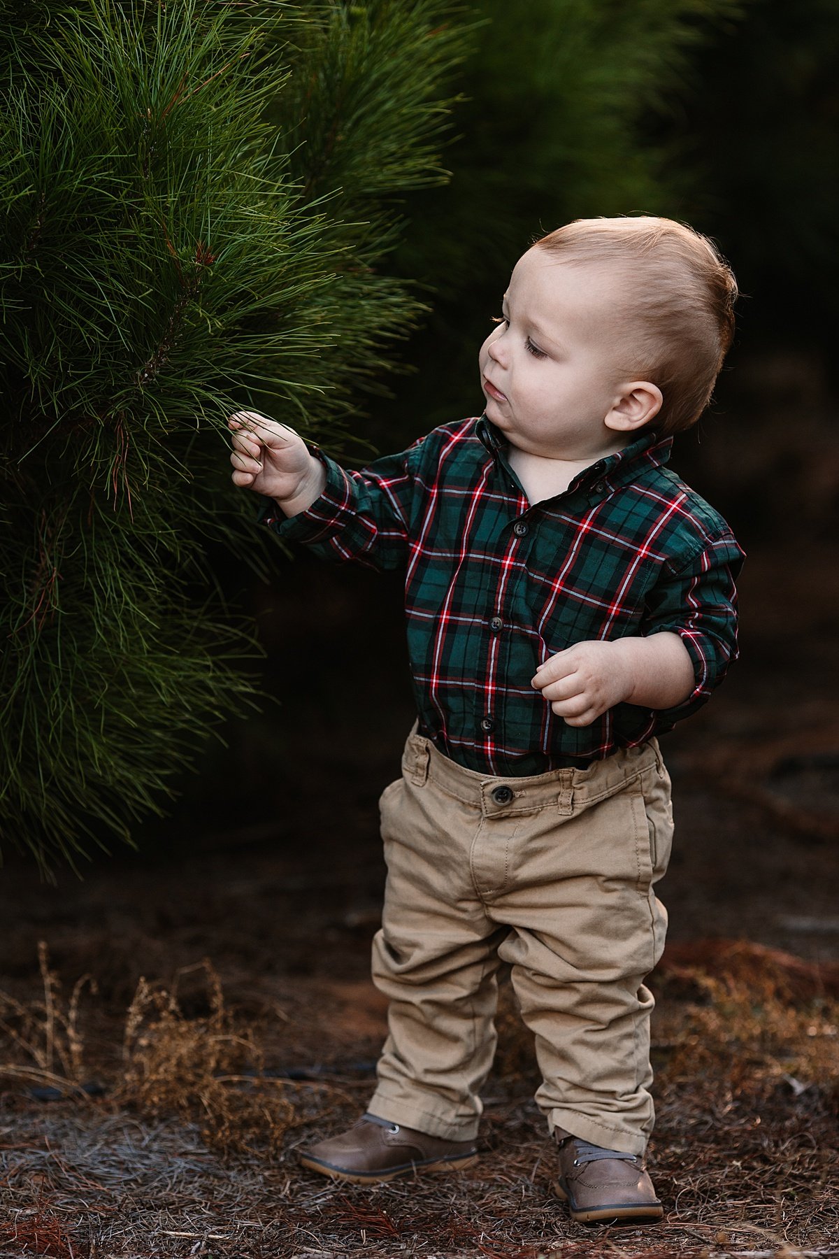 san-diego-christmas-tree-farm-mini-photo-shoot_0014.jpg