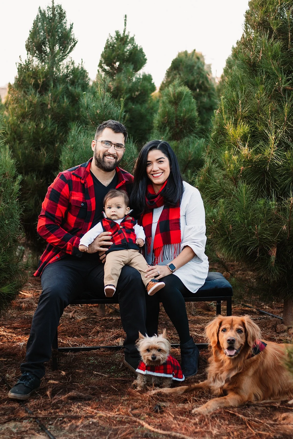 san-diego-christmas-tree-farm-mini-photo-shoot_0023.jpg
