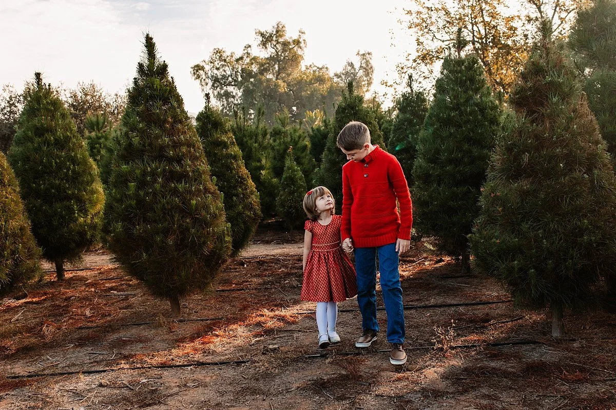 san-diego-christmas-tree-farm-mini-photo-shoot_0036.jpg