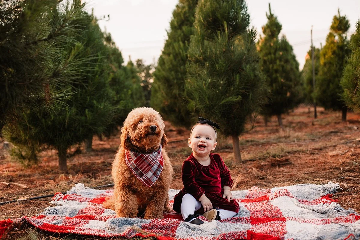 san-diego-christmas-tree-farm-mini-photo-shoot_0041.jpg