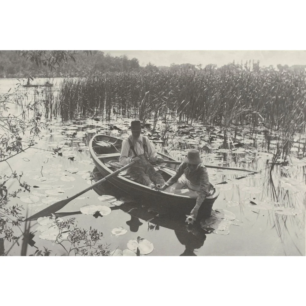 《睡蓮の採取》1886年