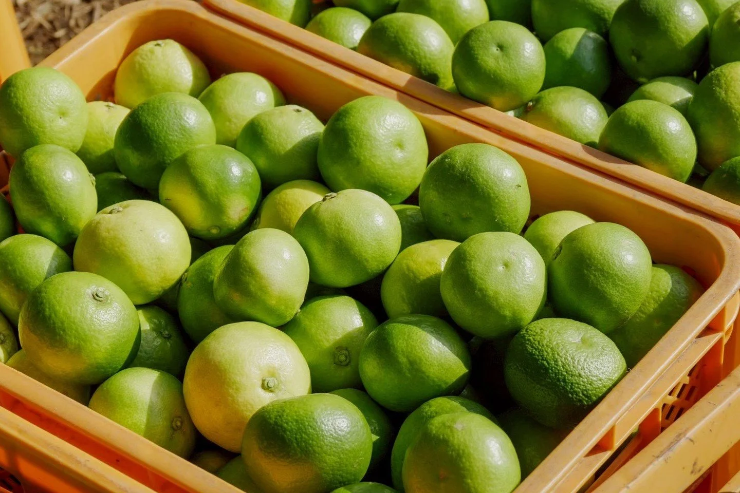 辺塚だいだい収穫祭にて　4月に摘花したネロリ