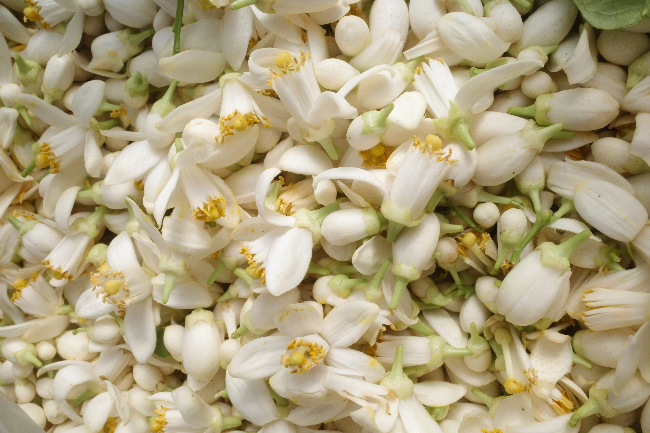 辺塚だいだい収穫祭にて　11月に収穫した果実