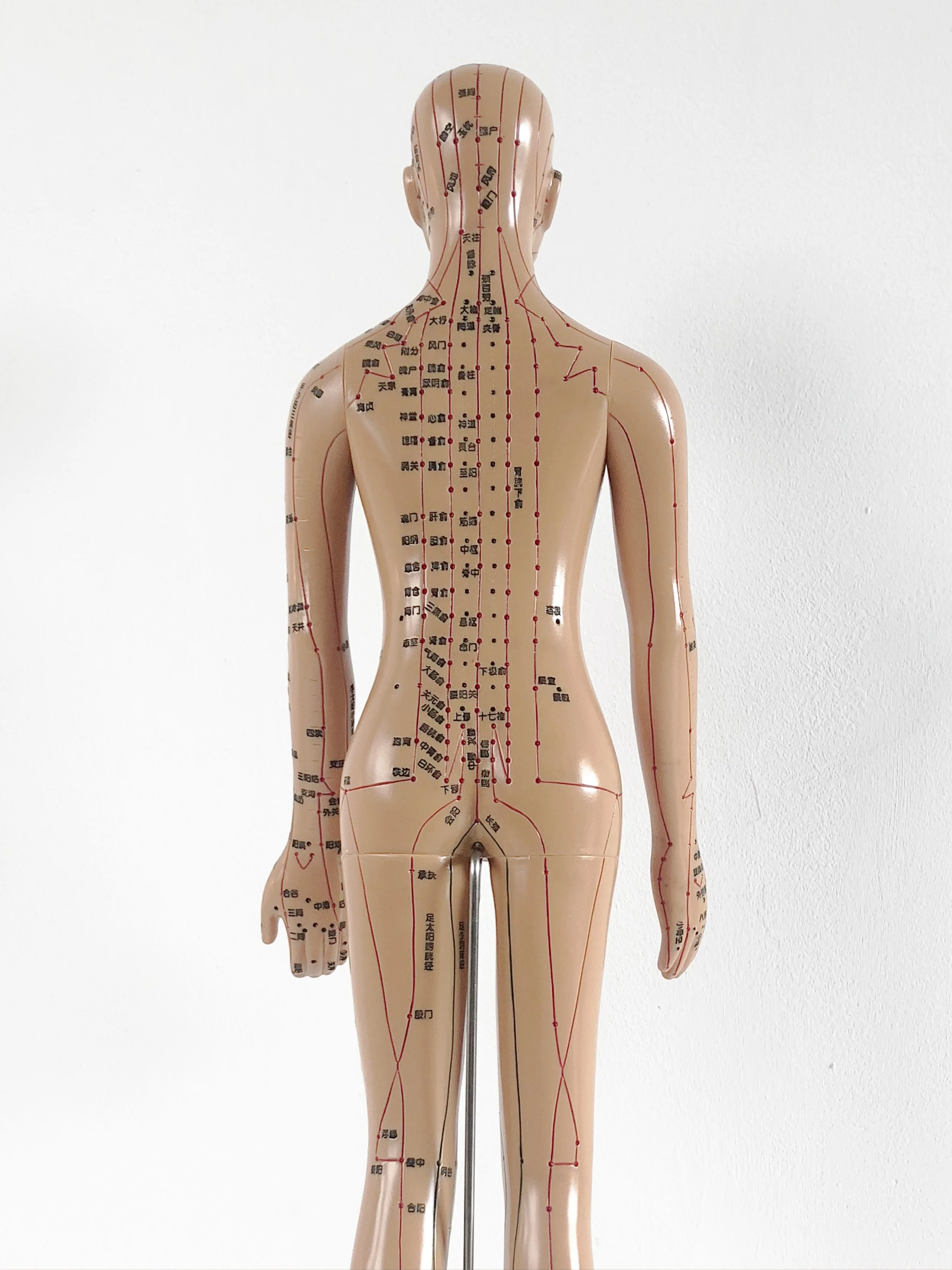 aculady 1  Anatomical model.jpg