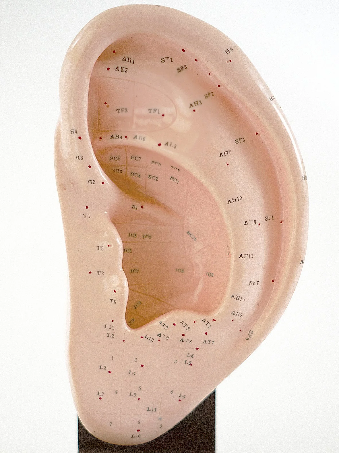 AURICULAR 1 .jpg