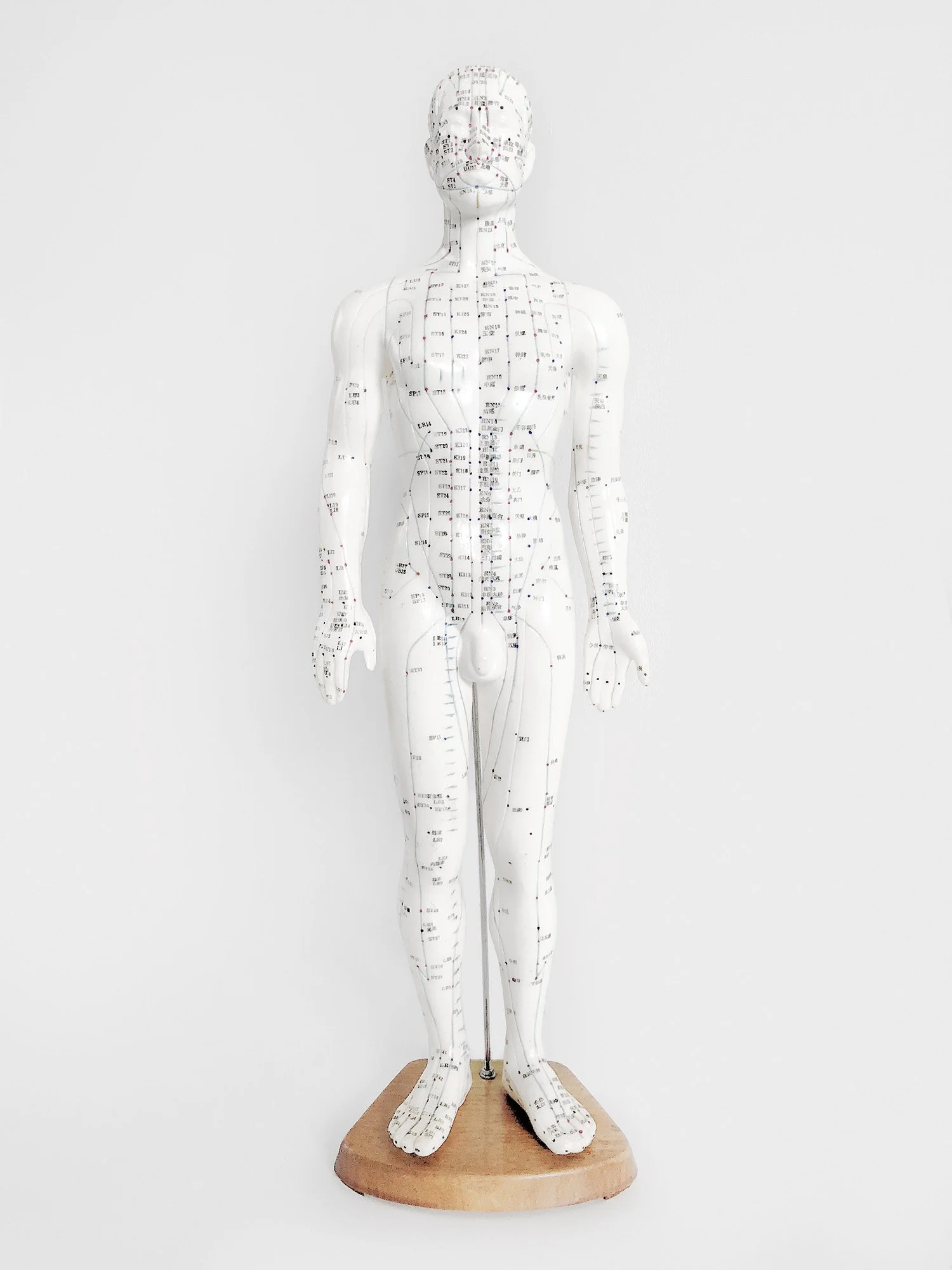 anatomical model.jpg