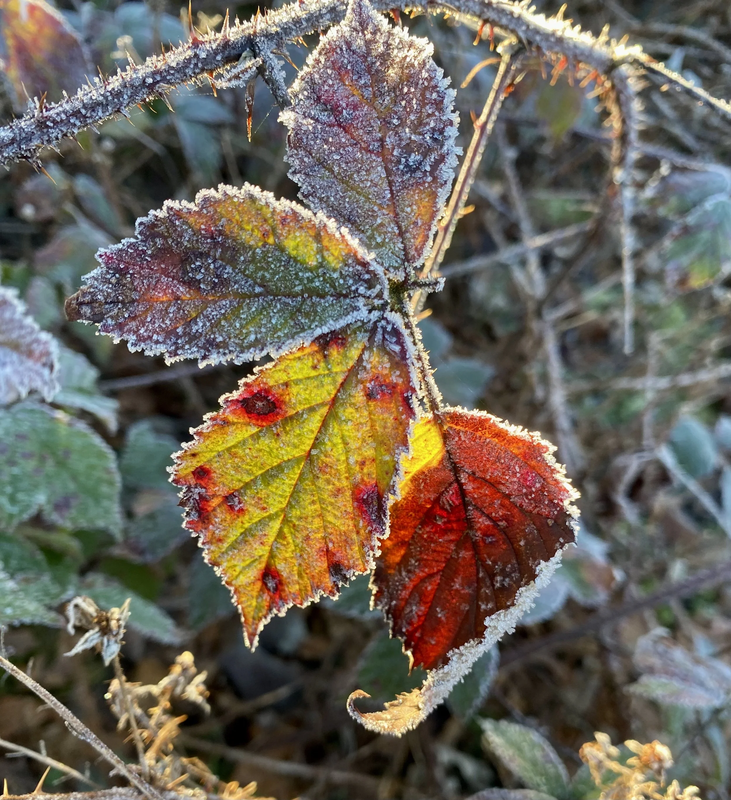 IMG_5634.jpeg
