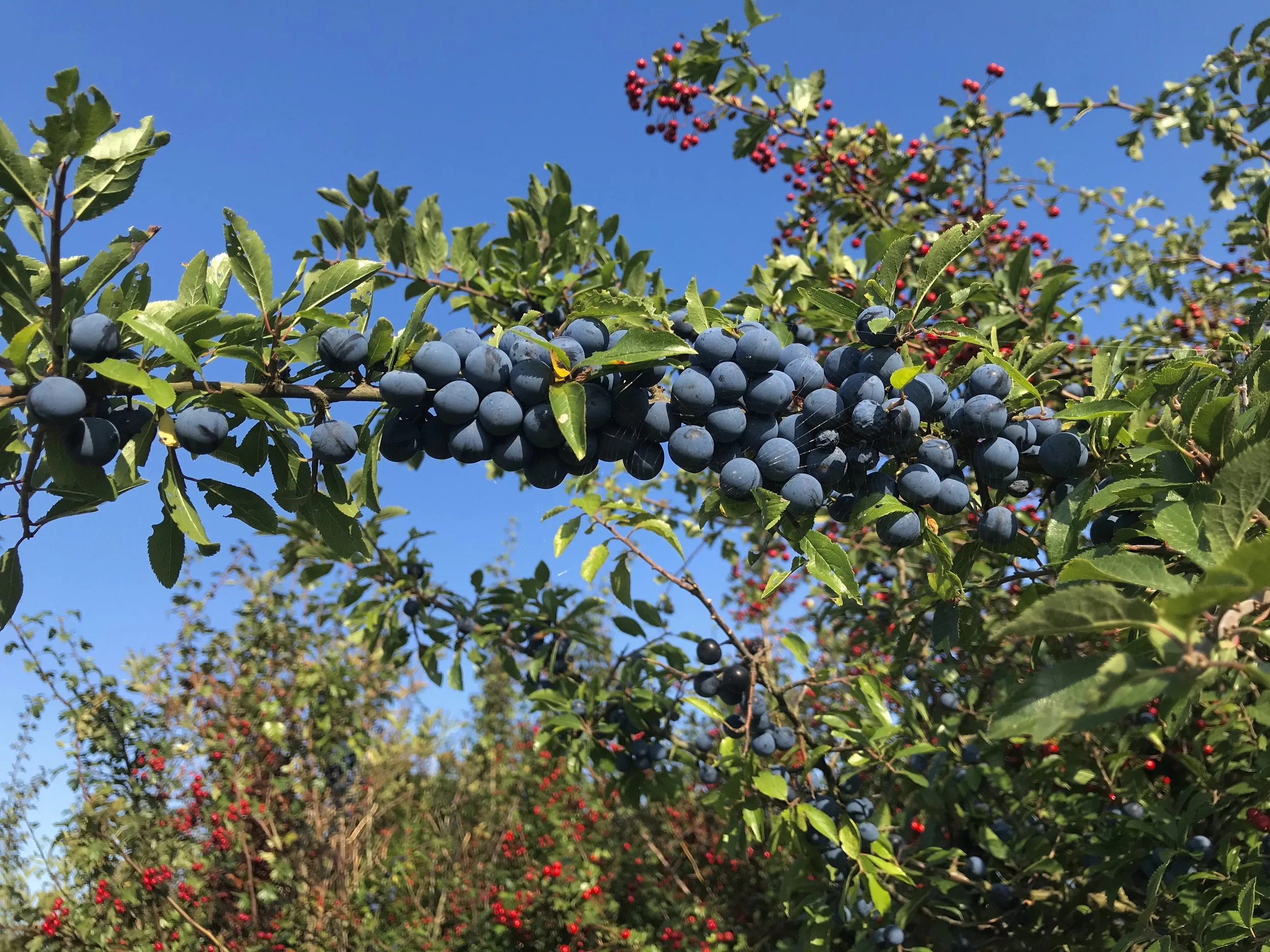 IMG_4511.jpeg