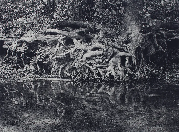 White River Roots 1