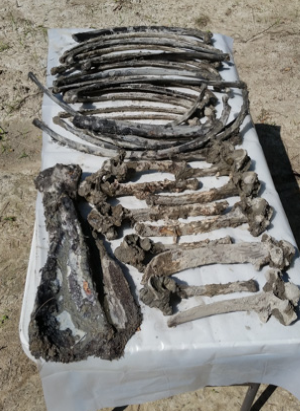 Equine Osteology Research Project Excavates Horse Bones at River Bend Farm