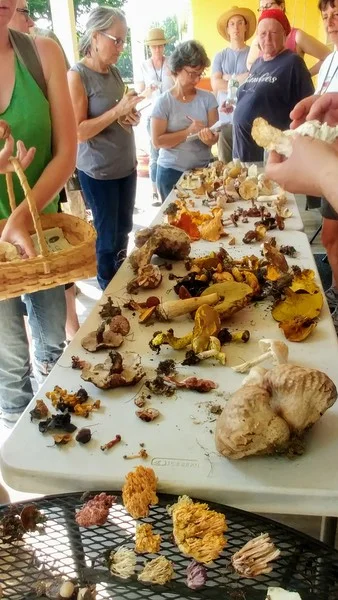 Maine Mycological Association Hosts Foray At River Bend Farm 